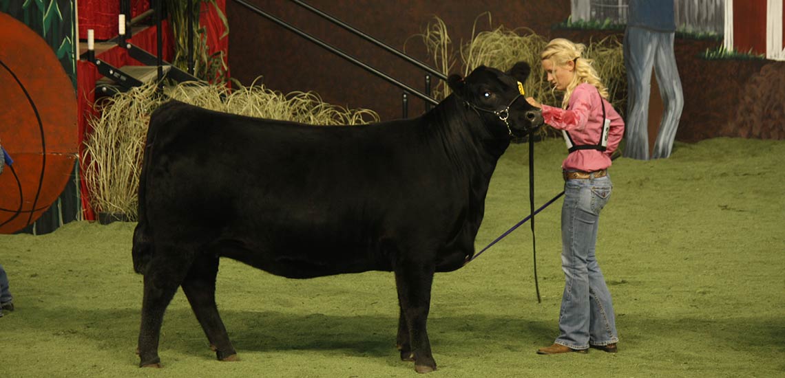 Christy showing at the NJAS in Indianapolis. Her heifer is MOGCK Nicky 1473 out of Connealy Final Solution.