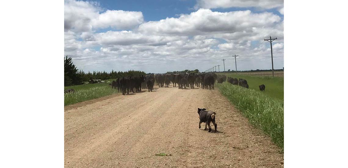 Our dog Sox has been a great cattle driver for 10 years now!