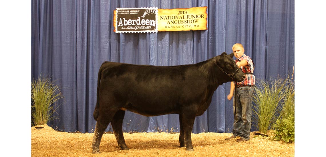 Ty showing his breeding heifer in the NJAS in Kansas City.