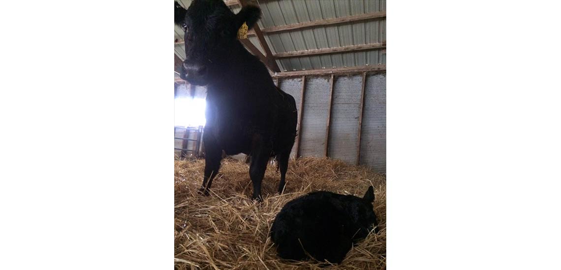 One of the first calves in 2015 to a first calf heifer.