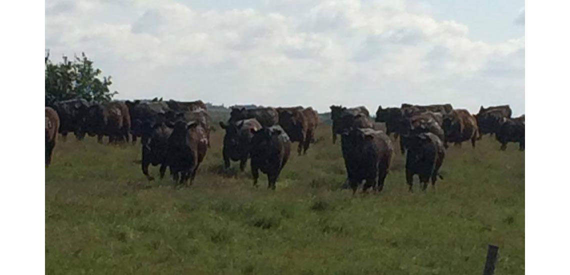 The yearling heifers were rushing to the gate to move to a new summer pasture.