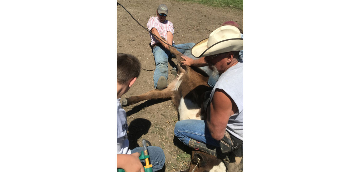 Chase and Christy got the opportunity to help one of Mogck and Sons customers brand calves.